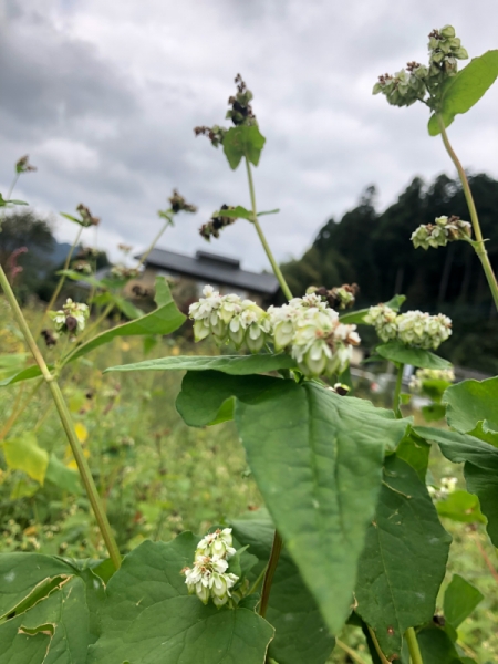 蕎麦の花