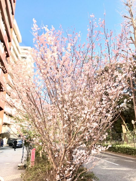 2020/3/6新宿御苑の桜